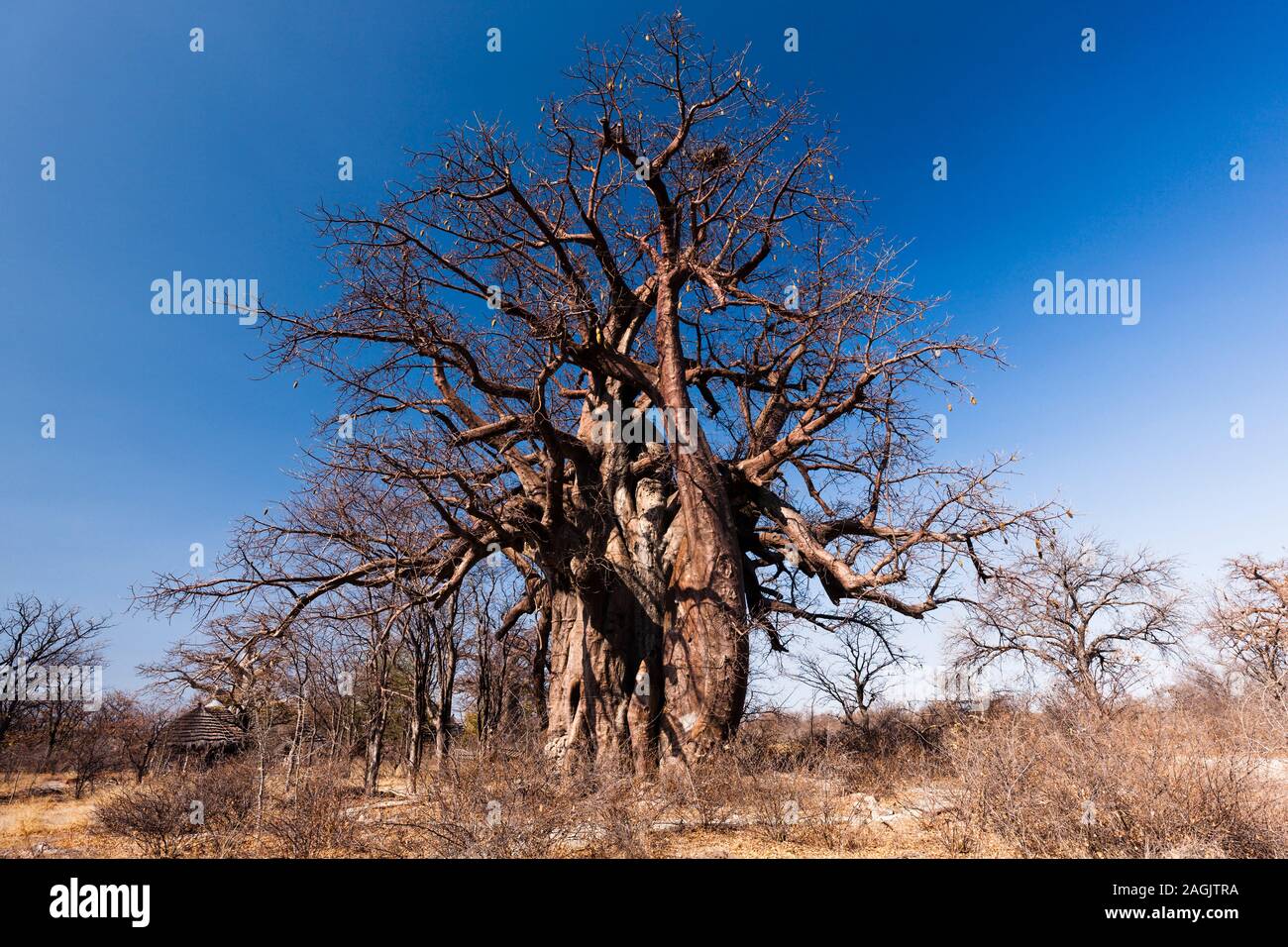 Big baobab tree at 'planet baobab', near Gweta,Central District, Botswana Africa Stock Photo