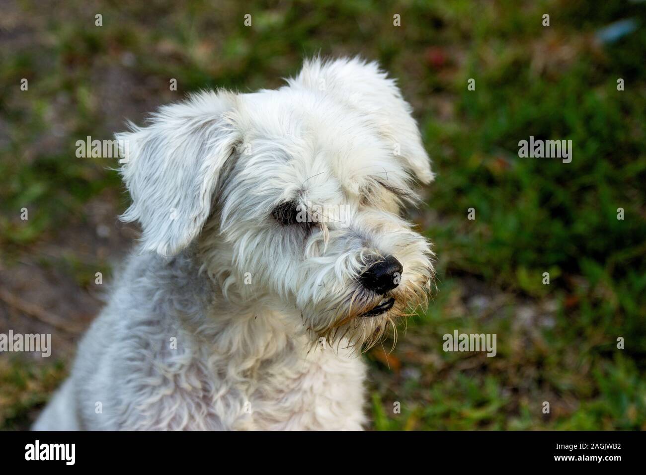 Cute white dog with messy hair Stock Photo - Alamy