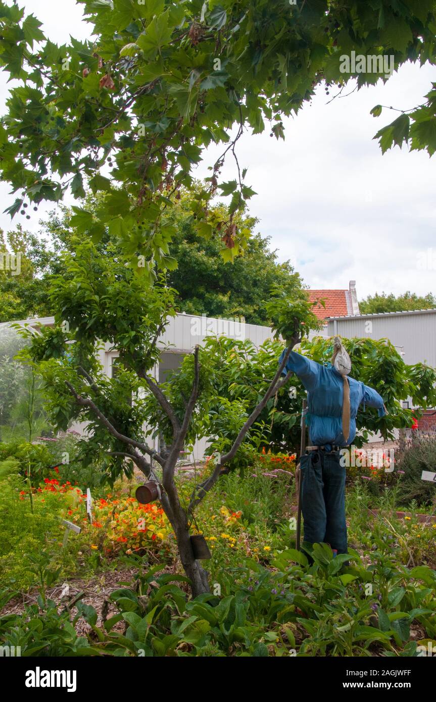 Kitchen Garden maintained by children at Elwood Primary School, Melbourne, Australia Stock Photo