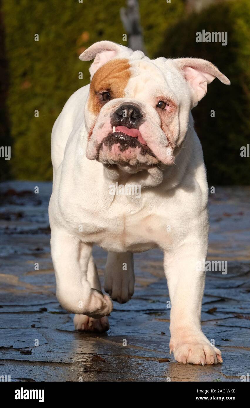 HOT Bulldog Lifespan 11 Year Old English Bulldog 11 Month Old
