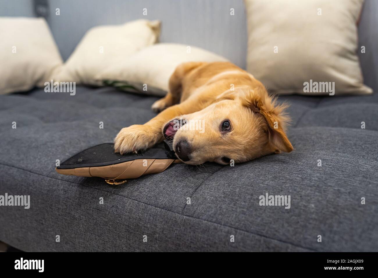 Playful golden retriever puppy biting a shoe on sofa bed Stock Photo Alamy