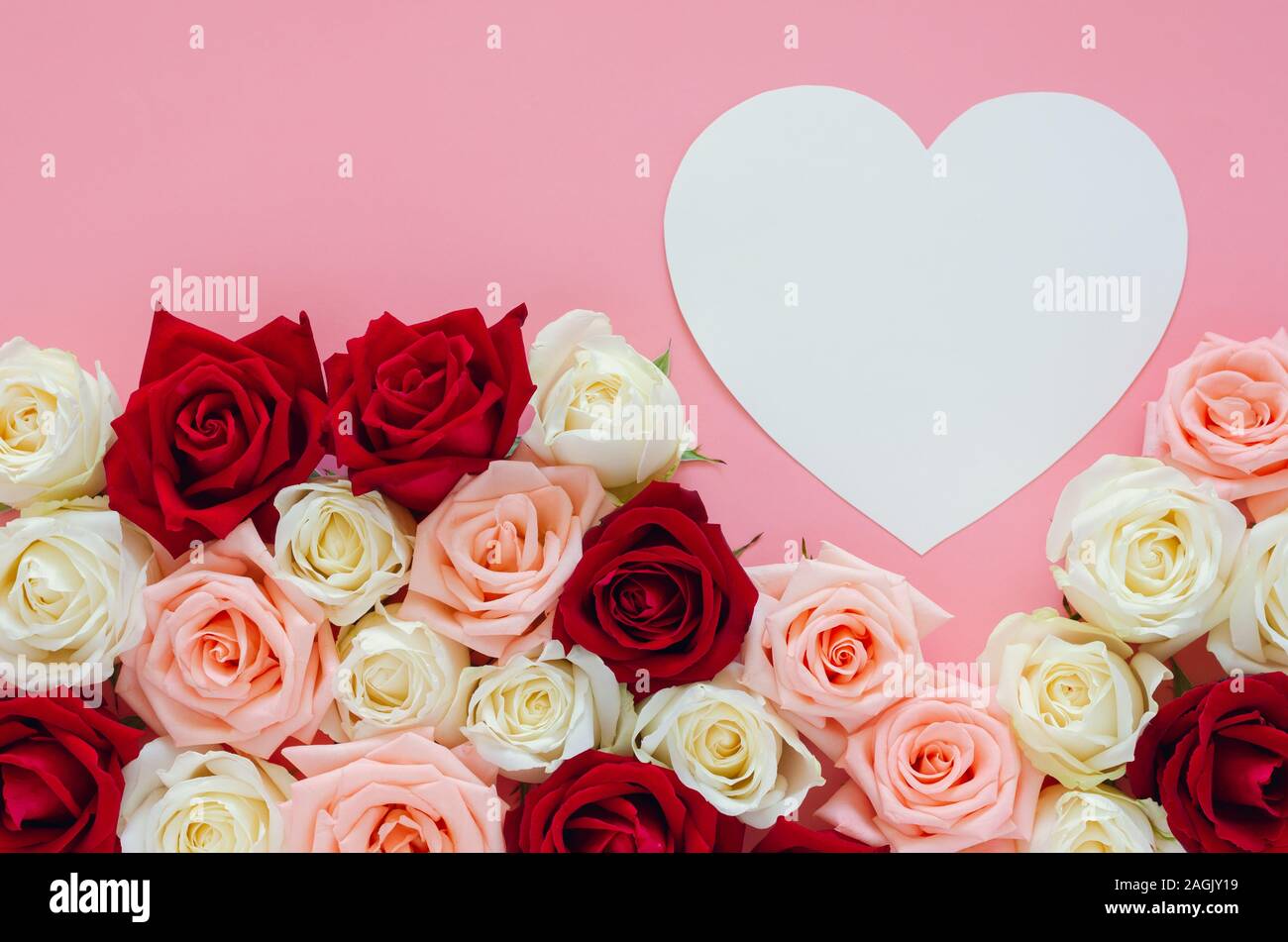 Colorful roses put on pink background with white heart shape for ...