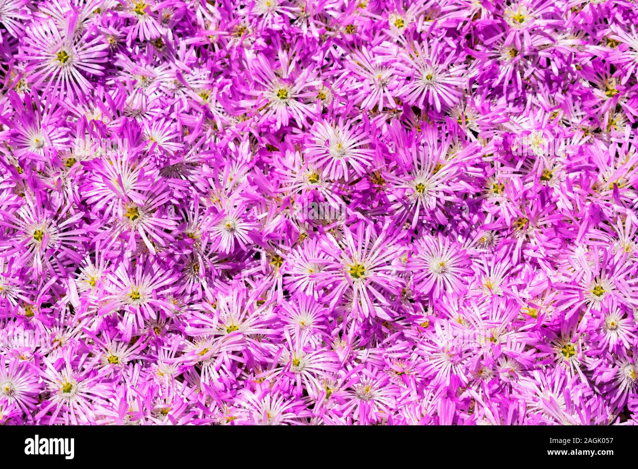 Colorful blooming pink and purple flower carpet close up. Lampranthus is flowering succulent plant in Aizoaceae family. Stock Photo
