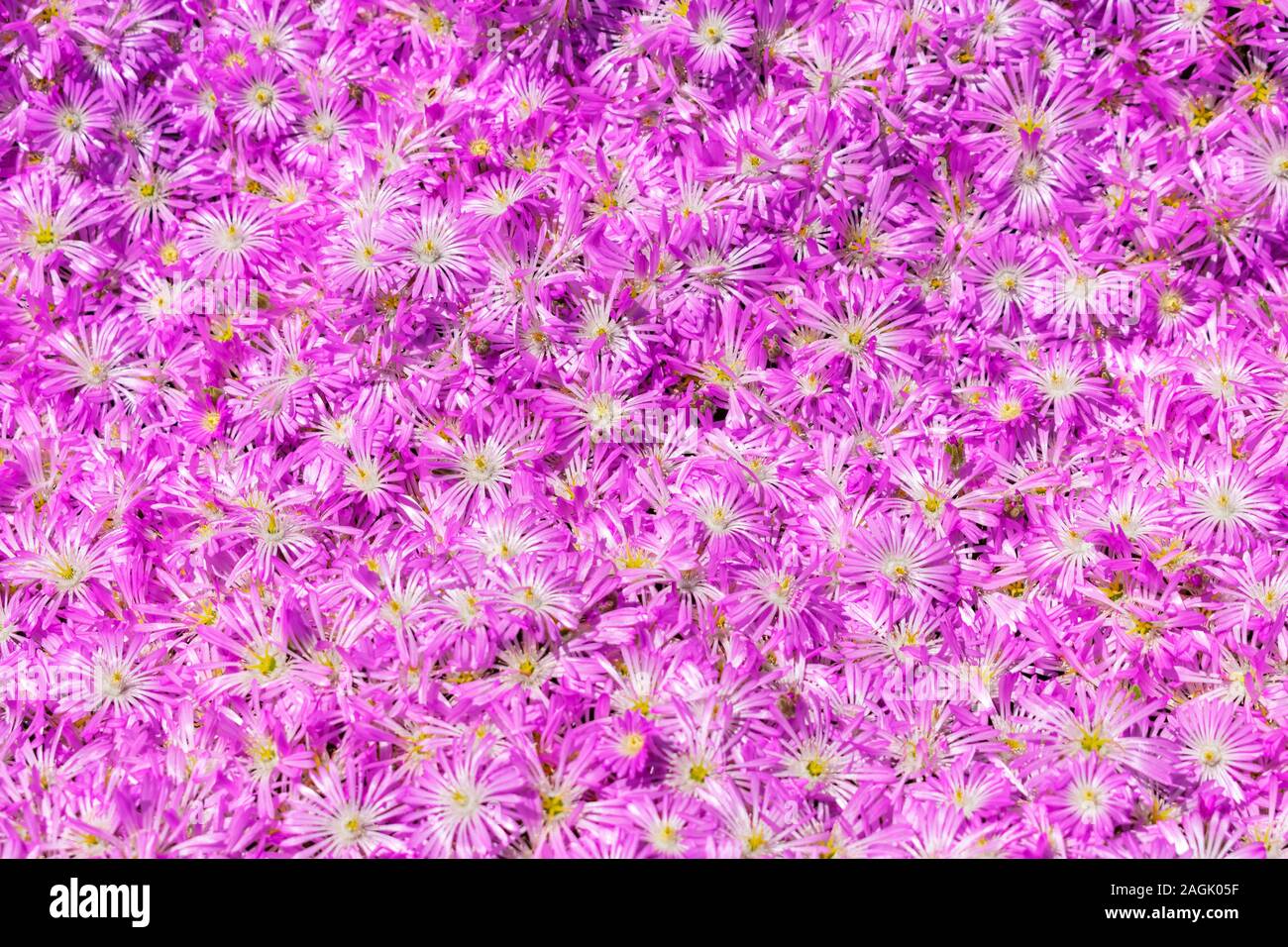 Colorful blooming pink and purple flower carpet close up. Lampranthus is flowering succulent plant in Aizoaceae family. Stock Photo