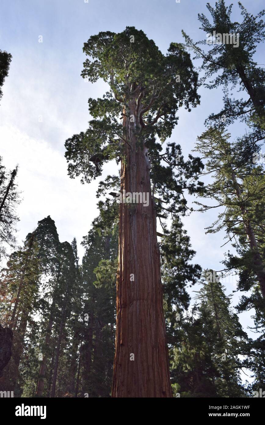 Sequoiadendron giganteum, giant sequoia, growing in the high sierras of California. Stock Photo