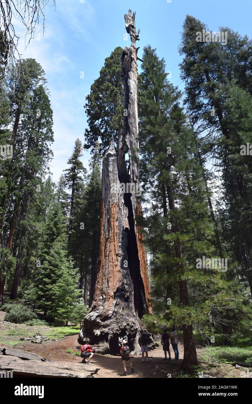 Hikers inspect a hollowed out trunk of a giant sequoia, sequoiadendron giganteum, that was damaged in a previous wildfire. Stock Photo
