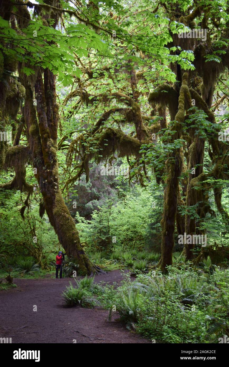 Epiphytic mosses hang from the trunks and branches of trees in the Hoh Rainforest in Olympic National Park. Stock Photo