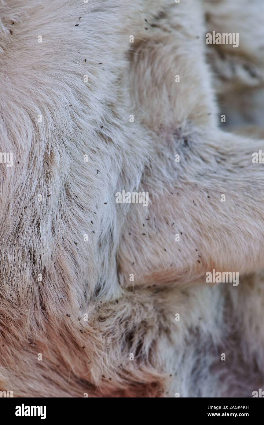 Ticks coming out from dog fur close up view Stock Photo Alamy
