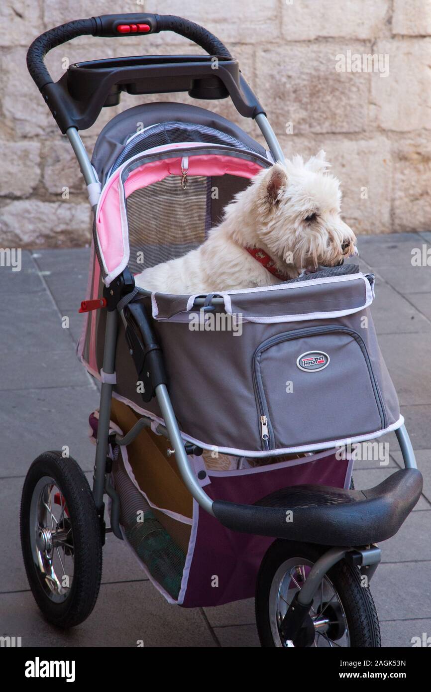 A West Highland White Terrier being pushed in a stroller in Nice France Stock Photo