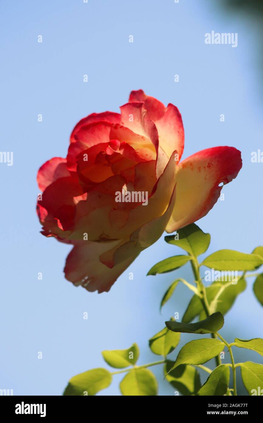 a pink and yellow rose in an azure sky Stock Photo - Alamy
