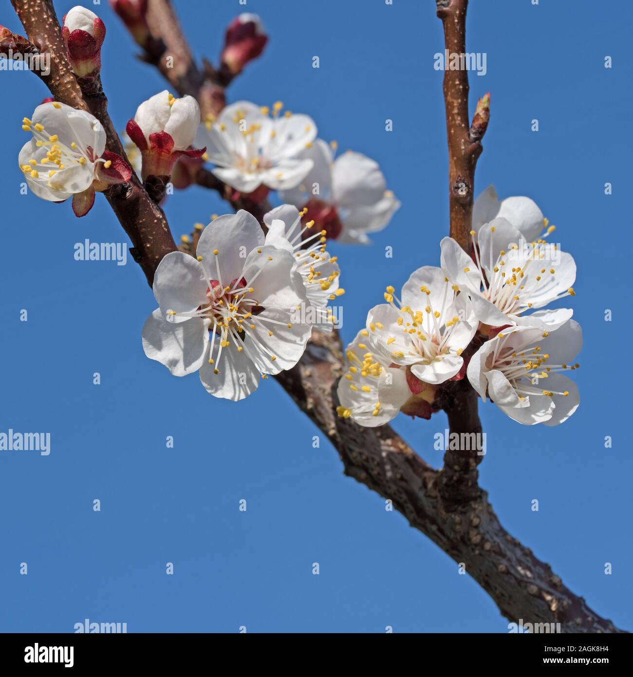 Blooming apricot tree in spring Stock Photo
