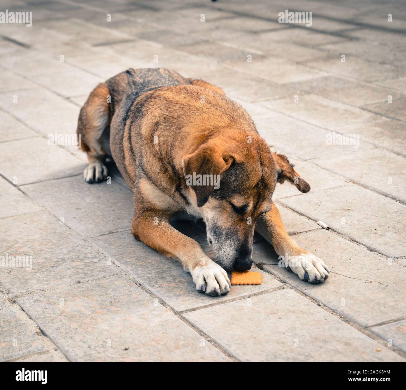 Should A Dog Eat Lying Down