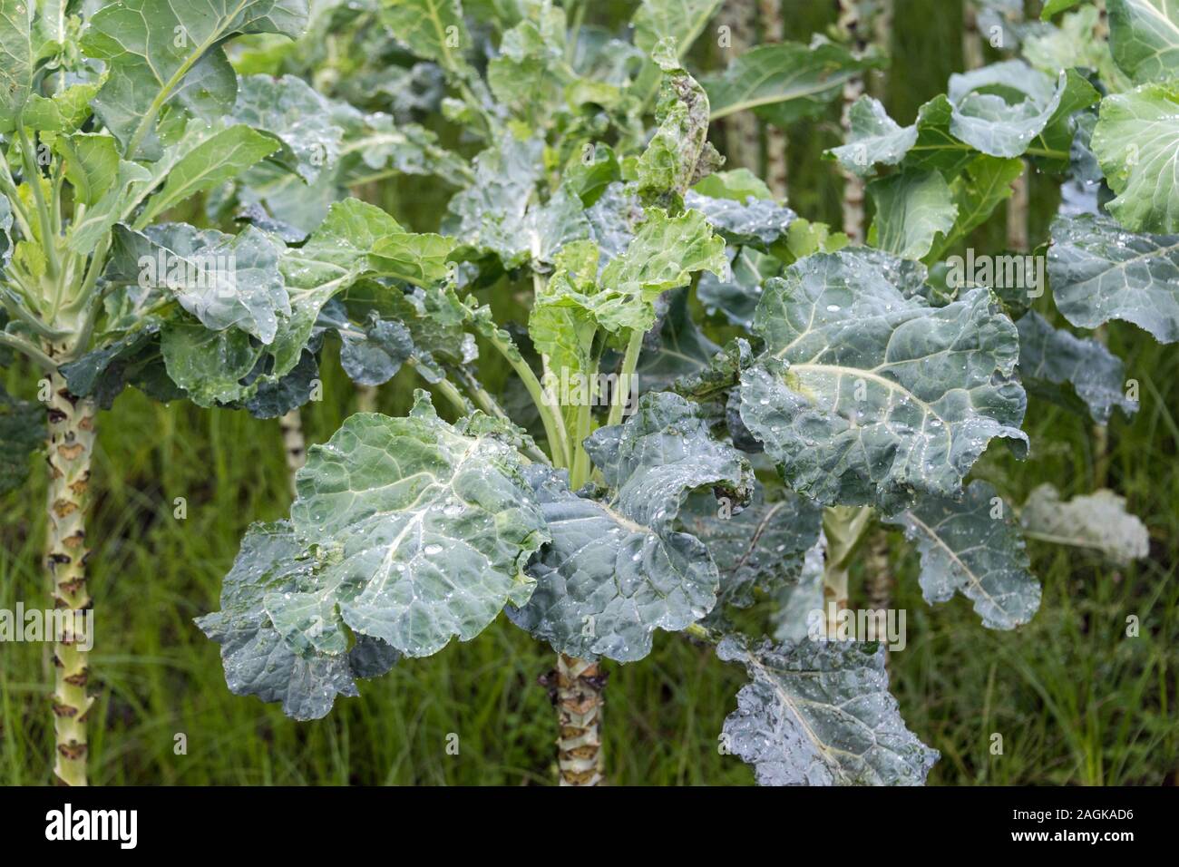 Kale cabbage. Winter cabbage also known as italian kale or lacinato growth in row. Ogranic cabbage mediterranean garden. Ingredient in italian and Stock Photo