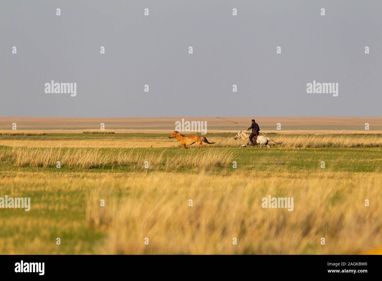 A Horse Man is trying to catch his fastest horse on the back of its second fast horse Stock Photo