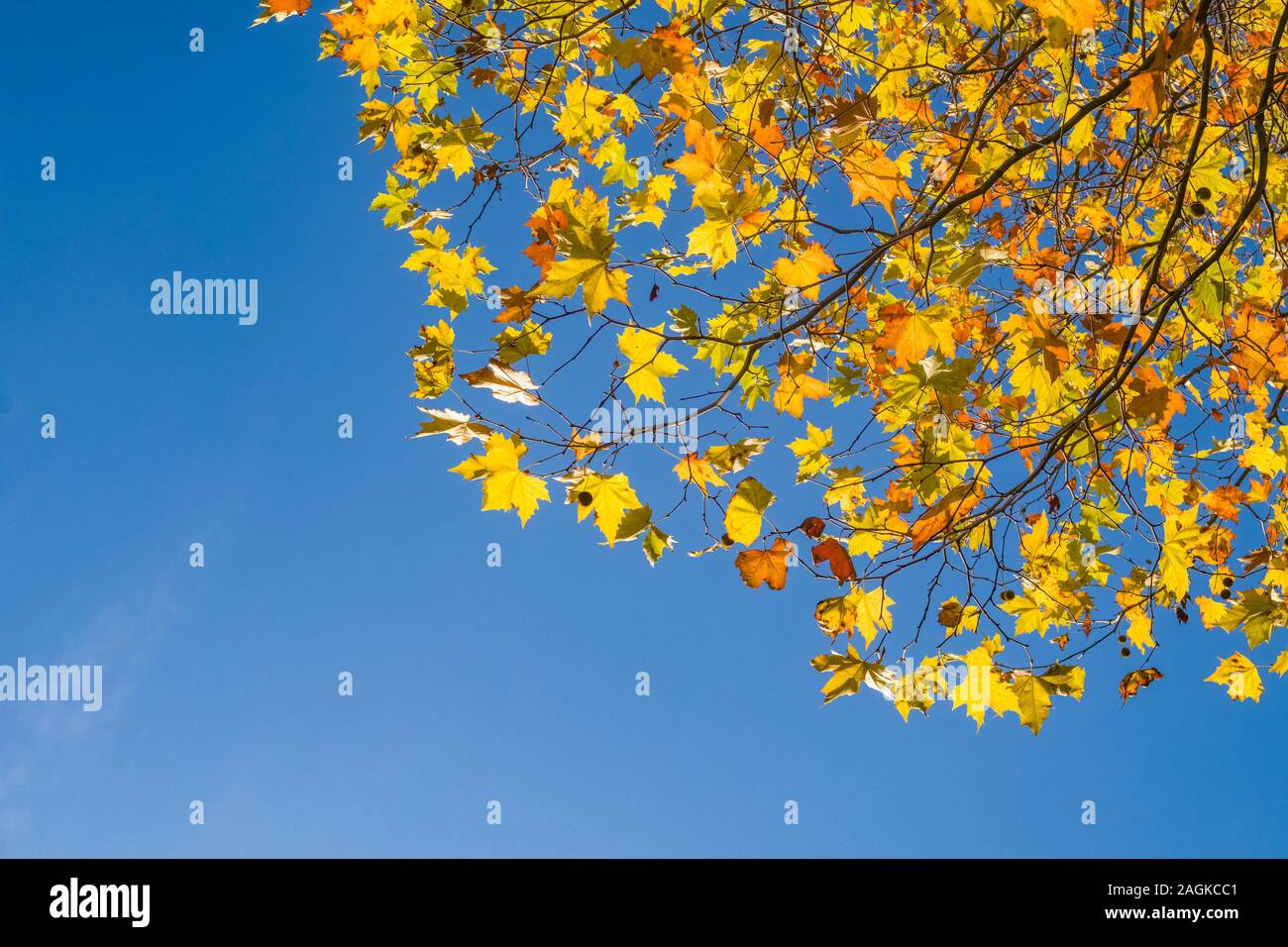 Yellow and orange maple leaves at tree branches in autumn, blue sky ...