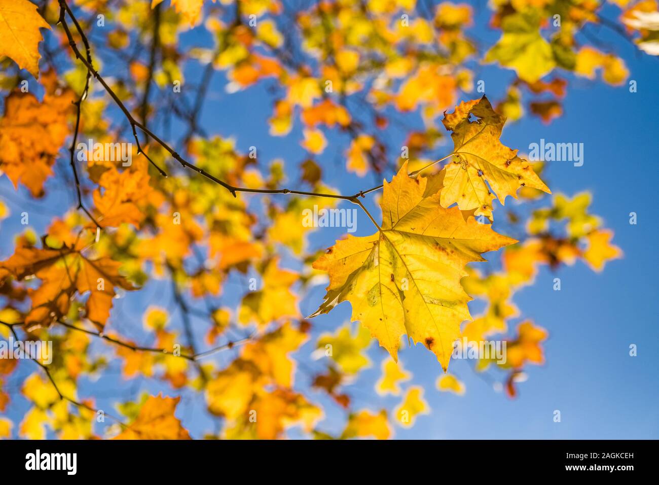 Maple leaf hi-res stock photography and images - Alamy
