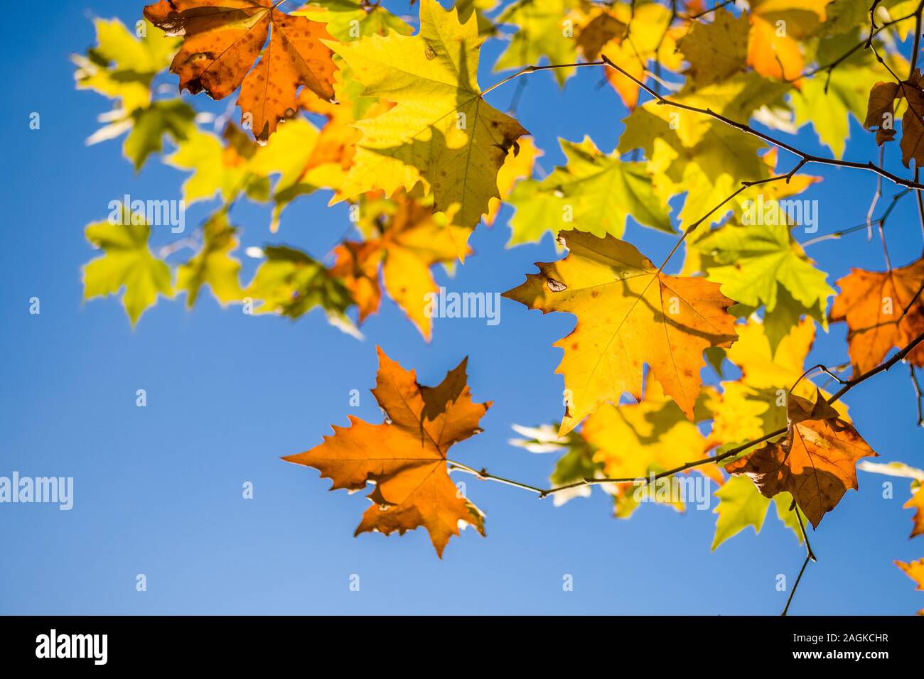 Yellow and orange maple leaves at tree branches in autumn, blue sky ...