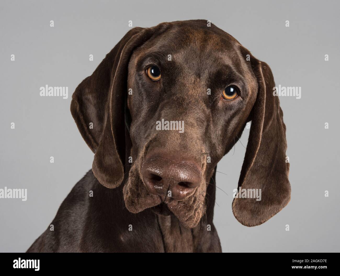 Portrait of a young German Short haired pointer pet dog in the UK. Stock Photo