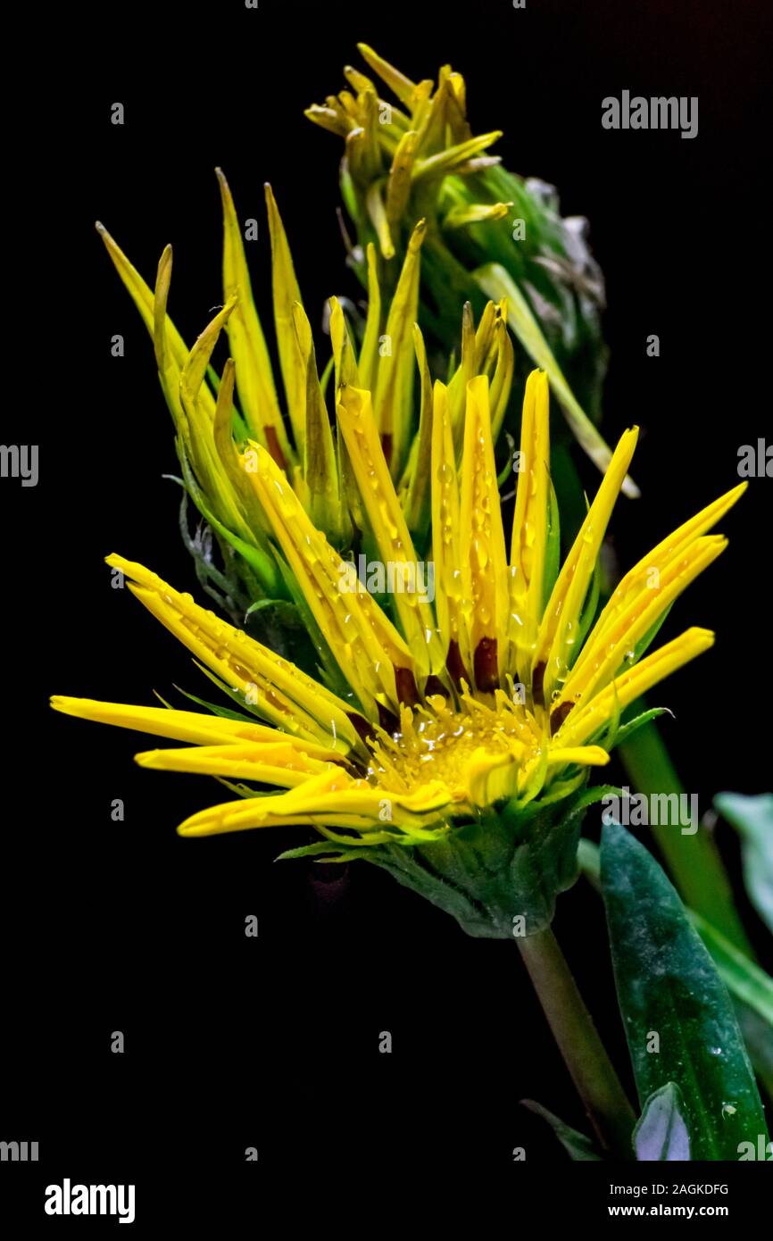 Closeup of a Hawkweed against a dark background with a blurry flower behind Stock Photo