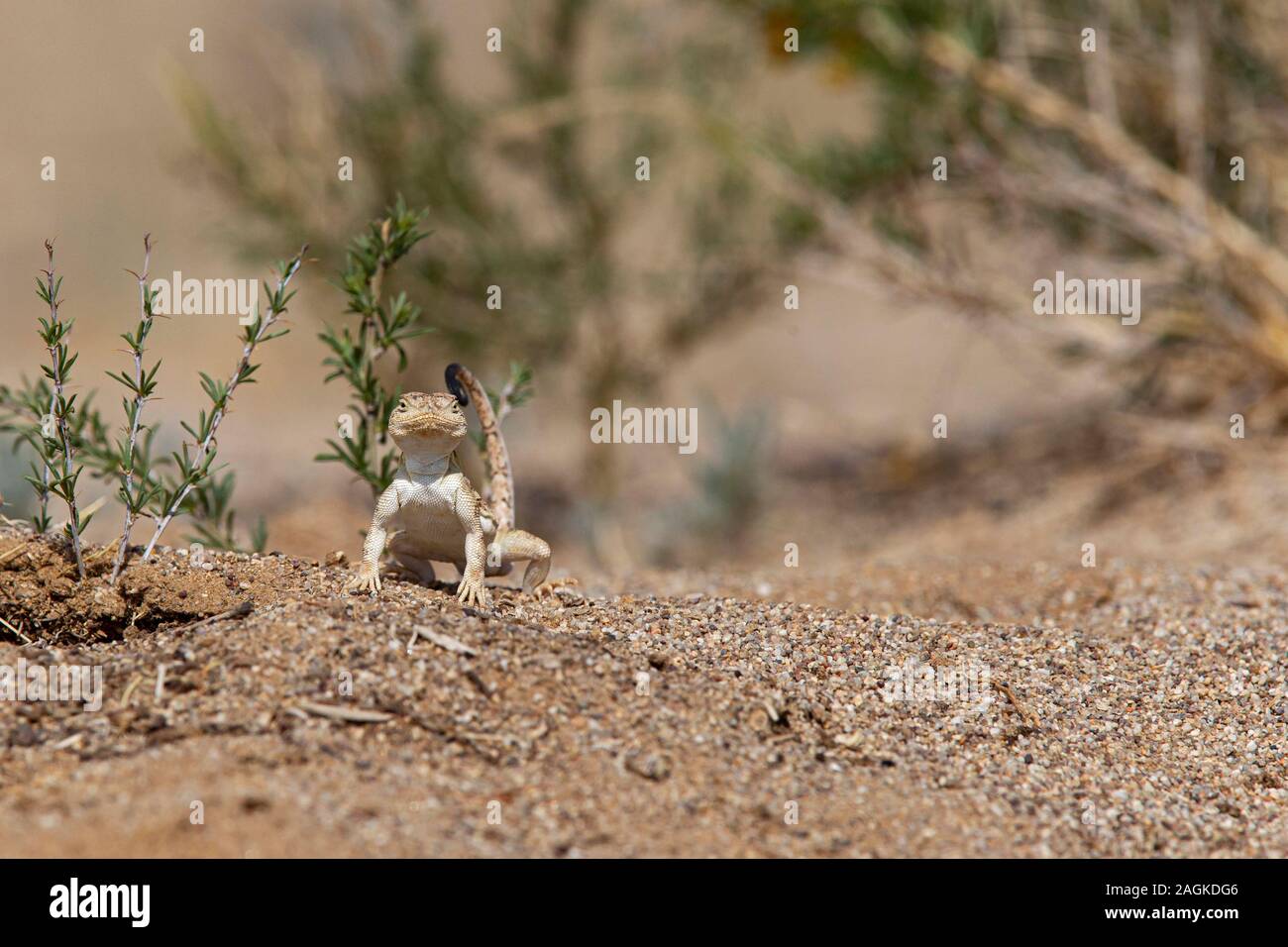 A Tuva toad-head Agama (Phrynocephalus versicolor) in Gobi Desert ...