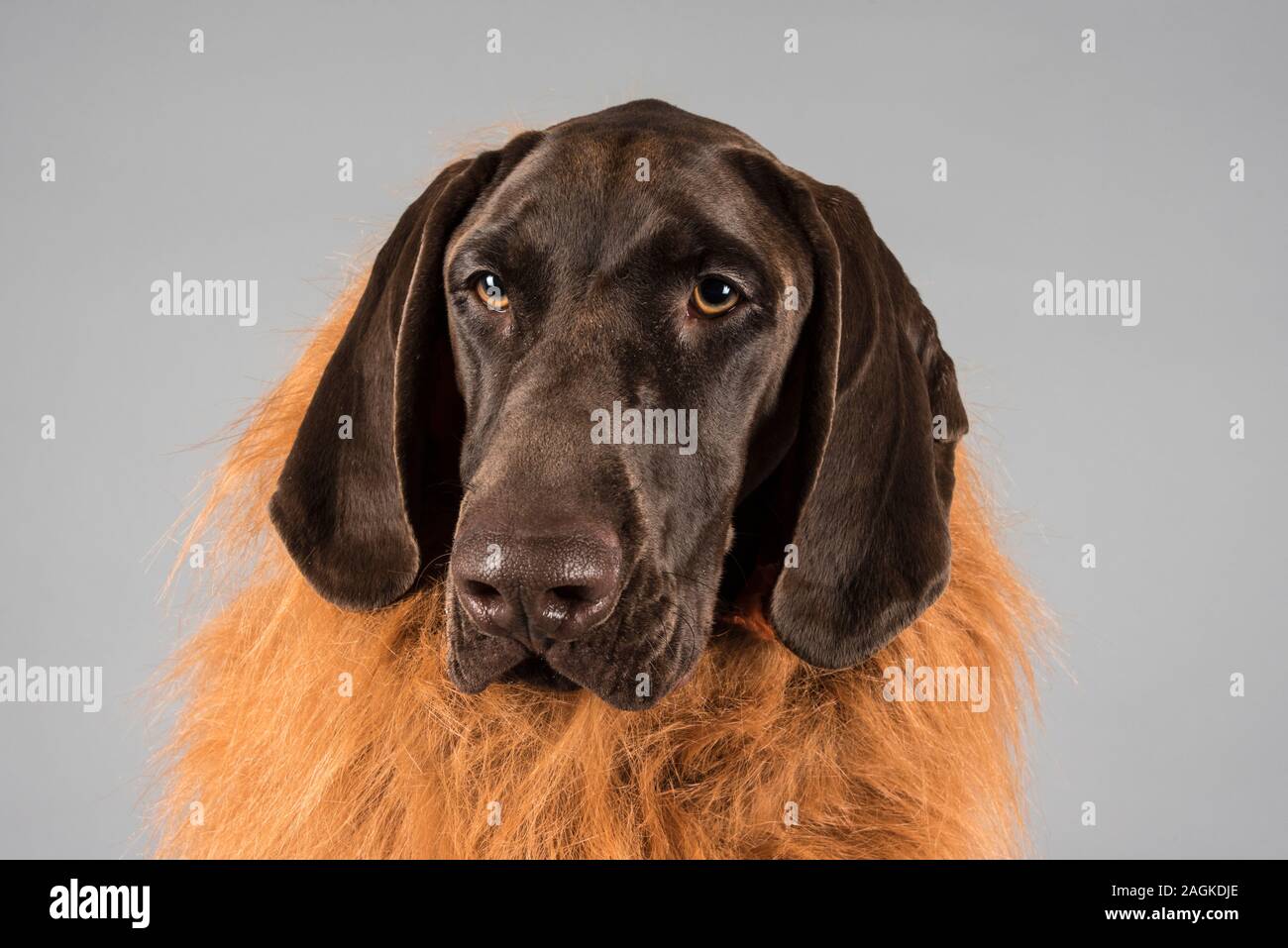 Portrait of a young German Short haired pointer pet dog (wearing a furry ' lion's mane '  costume) in the UK. Stock Photo