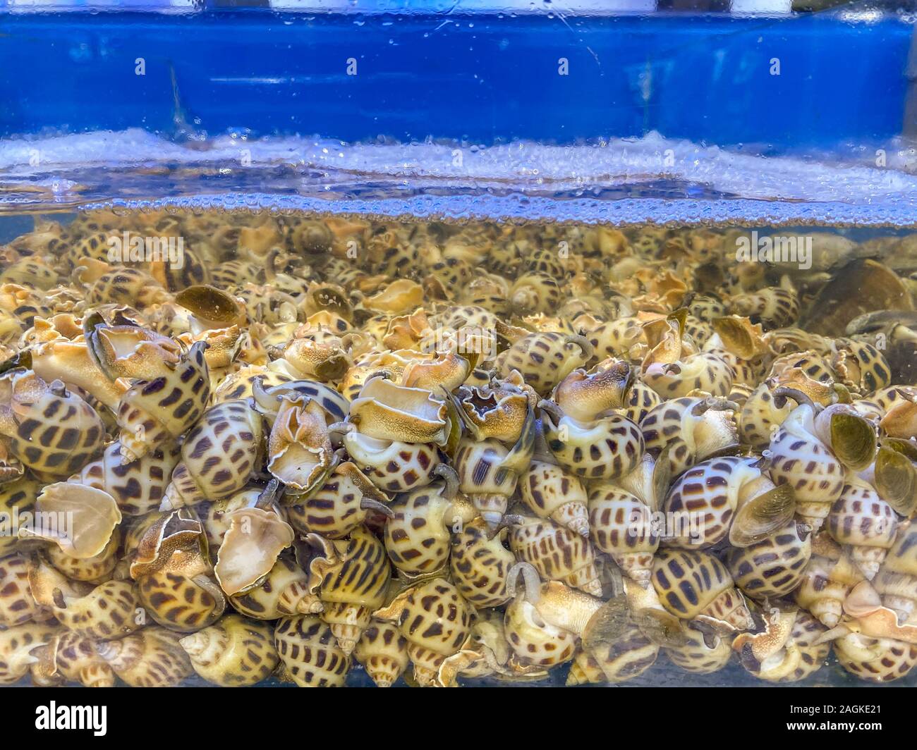 Alive snails in the tank for sale at seafood market Stock Photo Alamy