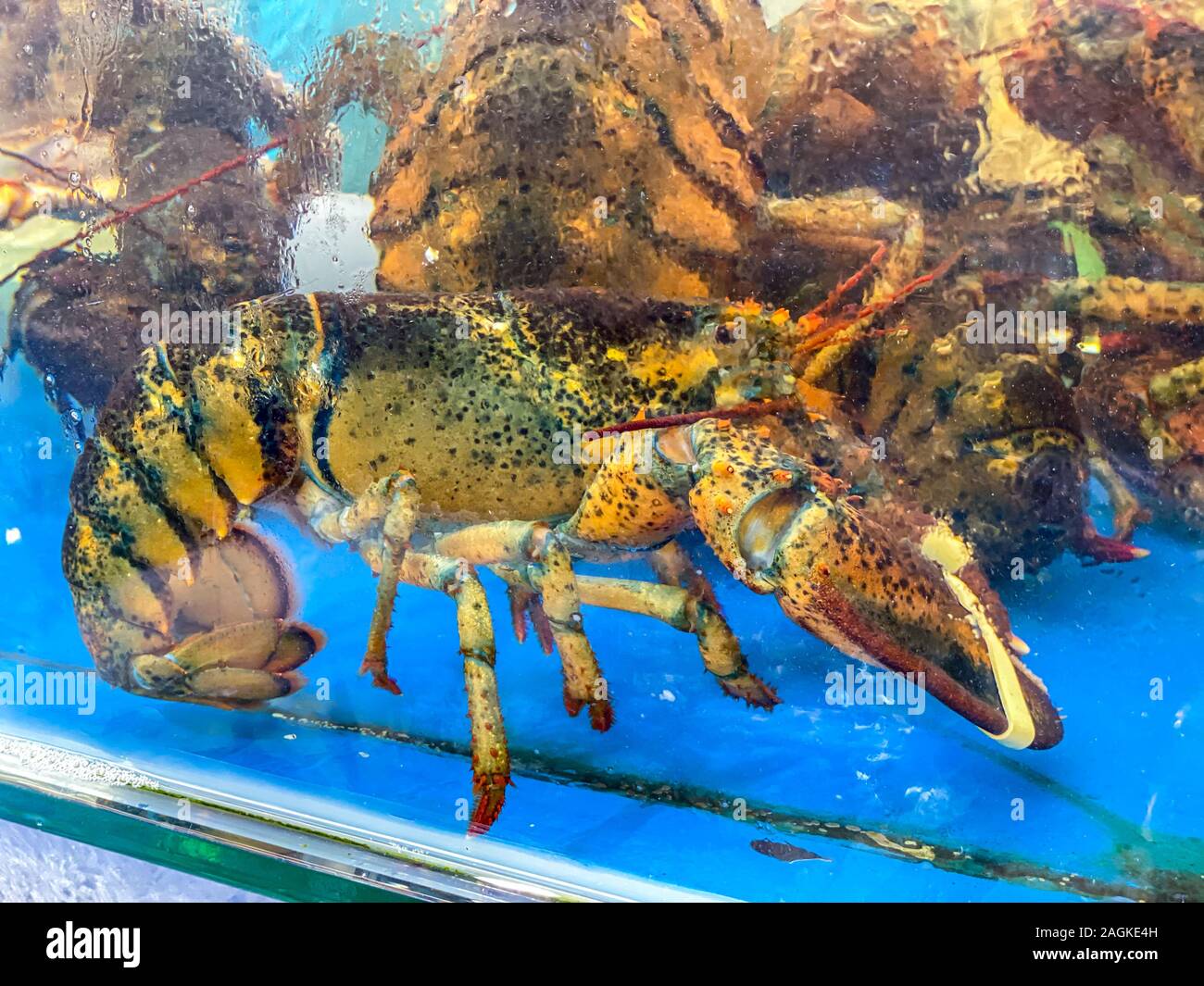 Alive big lobsters in the tank at seafood market Stock Photo Alamy