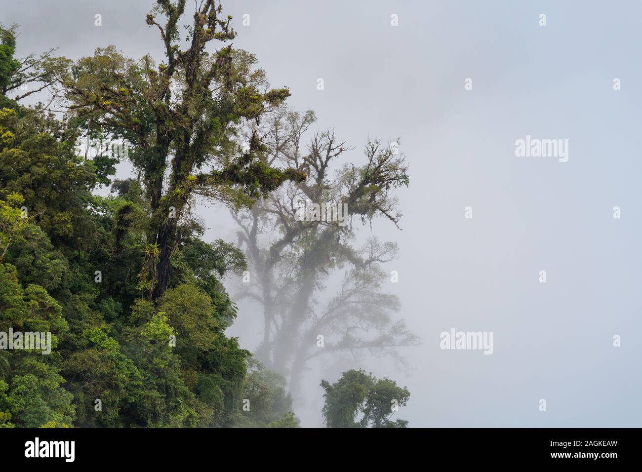 Serenity Cloud forest in Costa Rica Stock Photo Alamy