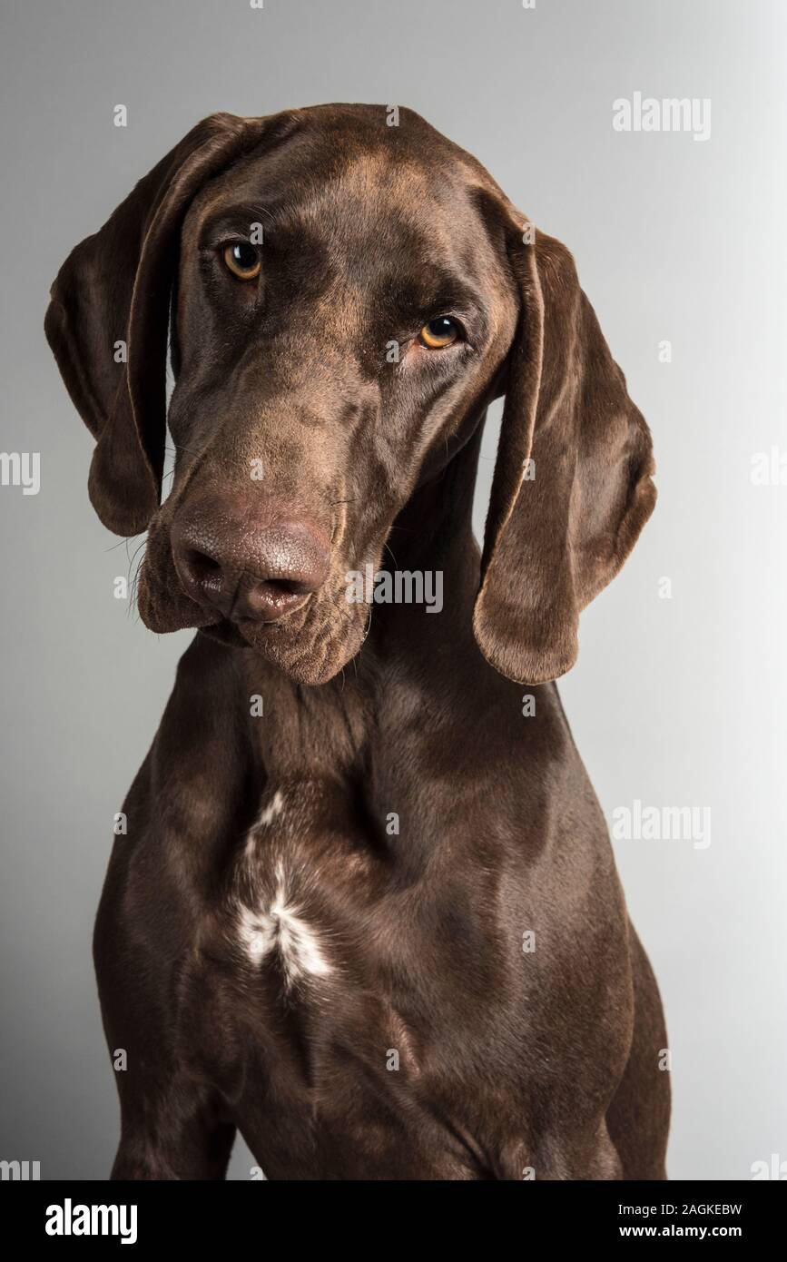 Portrait of a young German Short haired pointer pet dog in the UK. Stock Photo