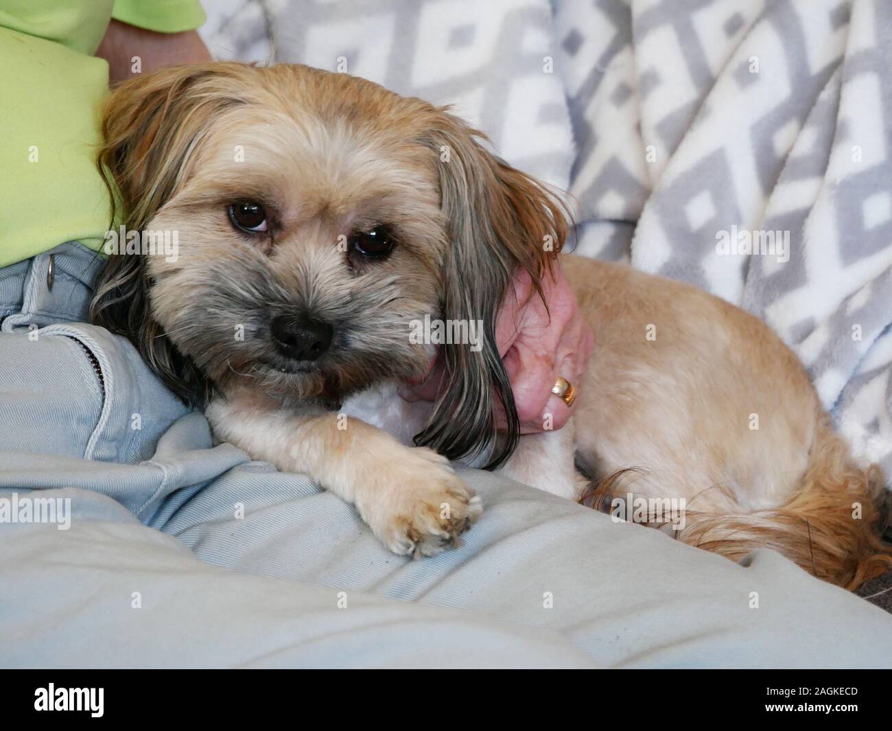 A mixed breed dog rescue by a family at its new home. Stock Photo