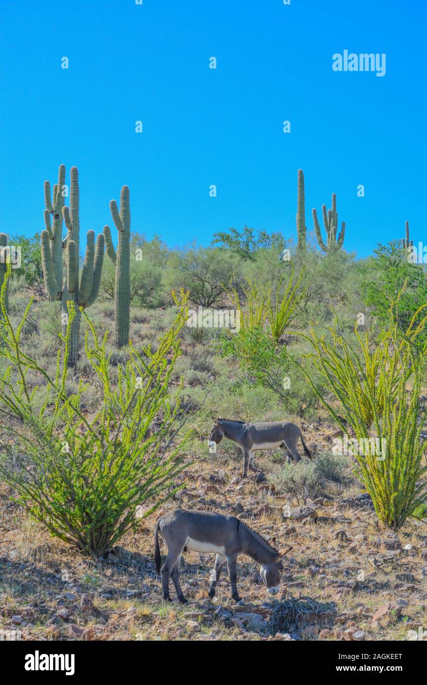 Feral Donkeys High Resolution Stock Photography and Images - Alamy
