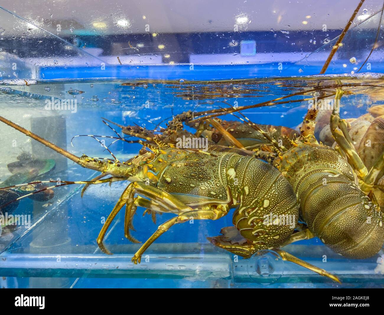Alive lobsters in water tank for sale at seafood market Stock Photo Alamy