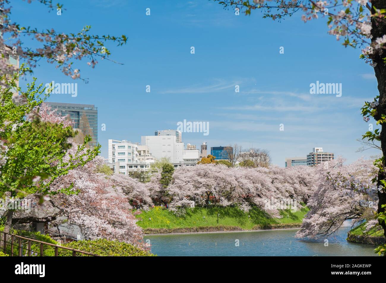 Beautiful Cherry blossom festival at Chidorigafuchi Park, Tokyo, Japan