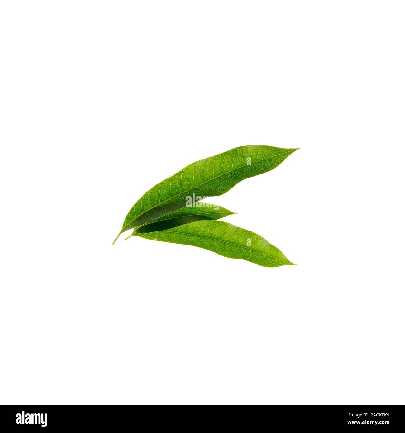 Mango Leaves Clipart Background