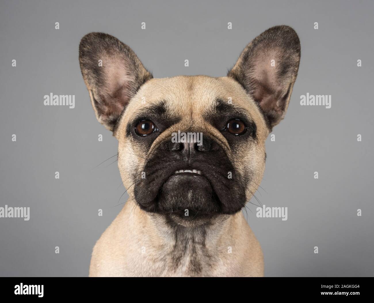 French bulldog fawn black face 2yrs UK Stock Photo Alamy