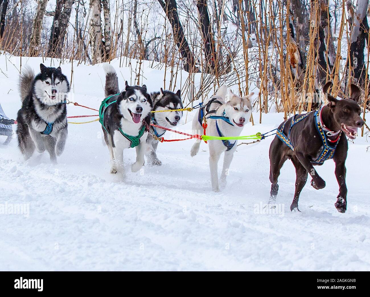 Sled dog race woman hi-res stock photography and images - Alamy
