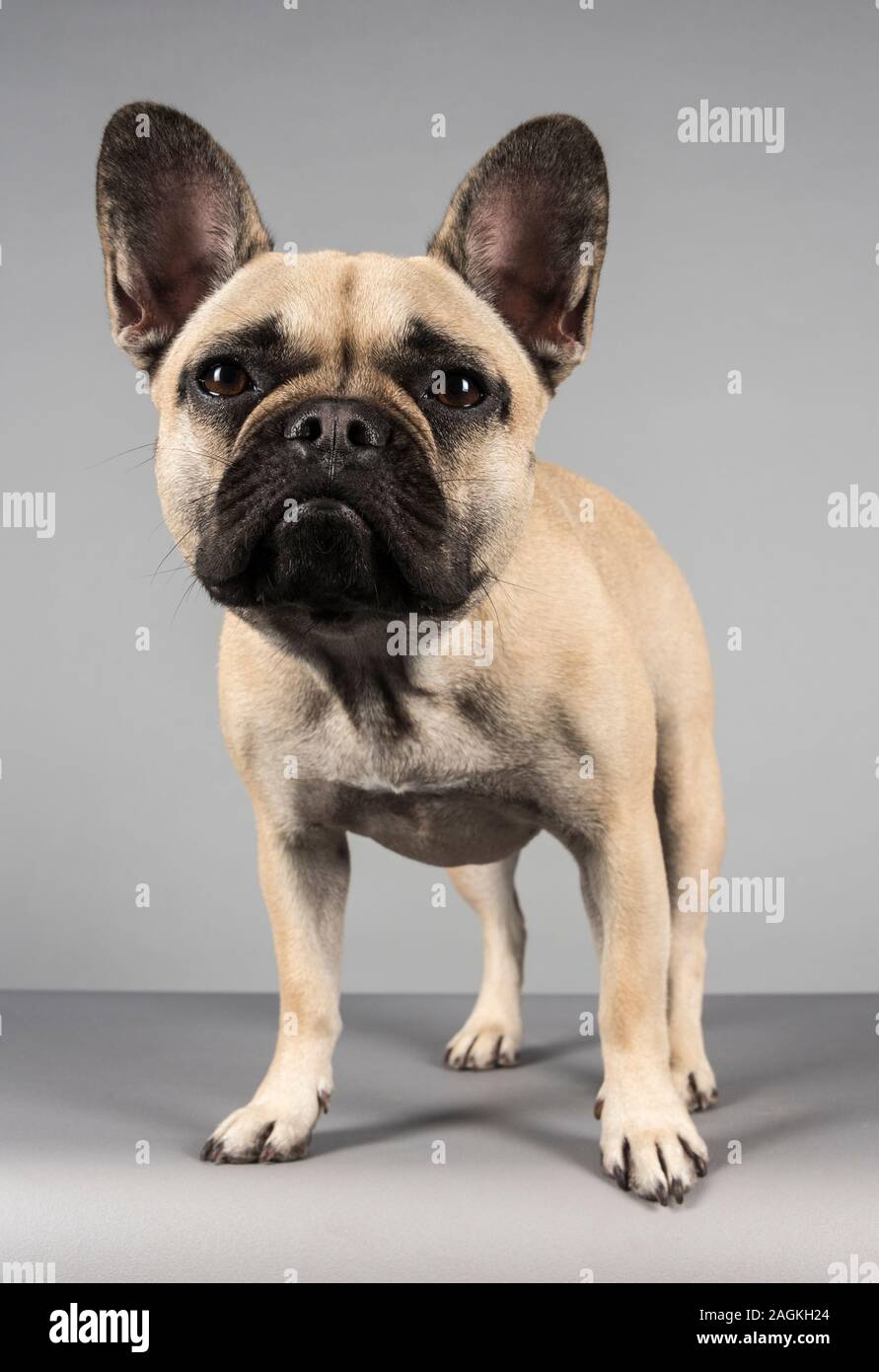 French Bulldog, UK Stock Photo Alamy