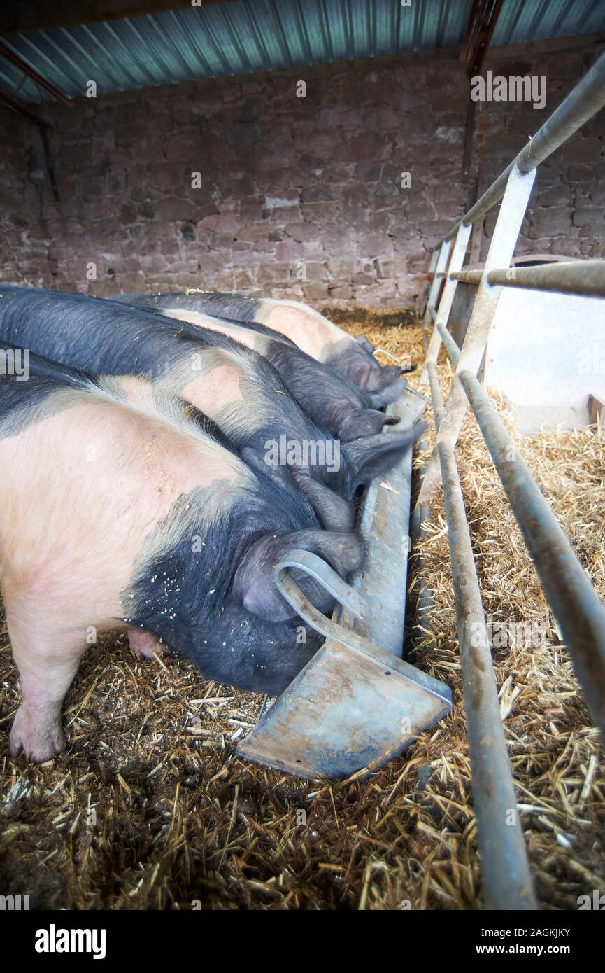 Saddleback pigs feeding at a trough, indoor in a barn, England, UK, GB