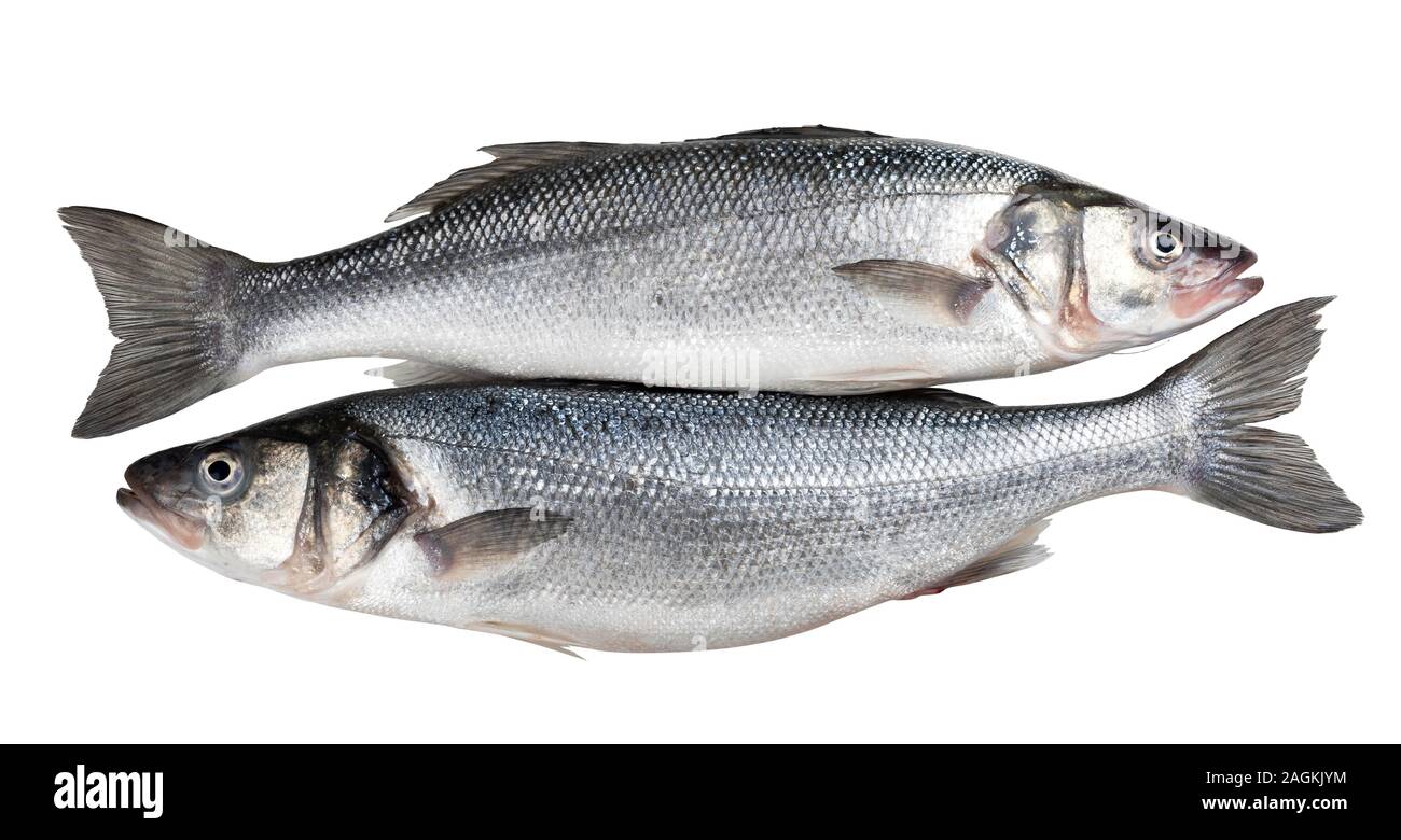 Raw seabass. Two fresh sea bass fishes isolated on white background with clipping path Stock Photo