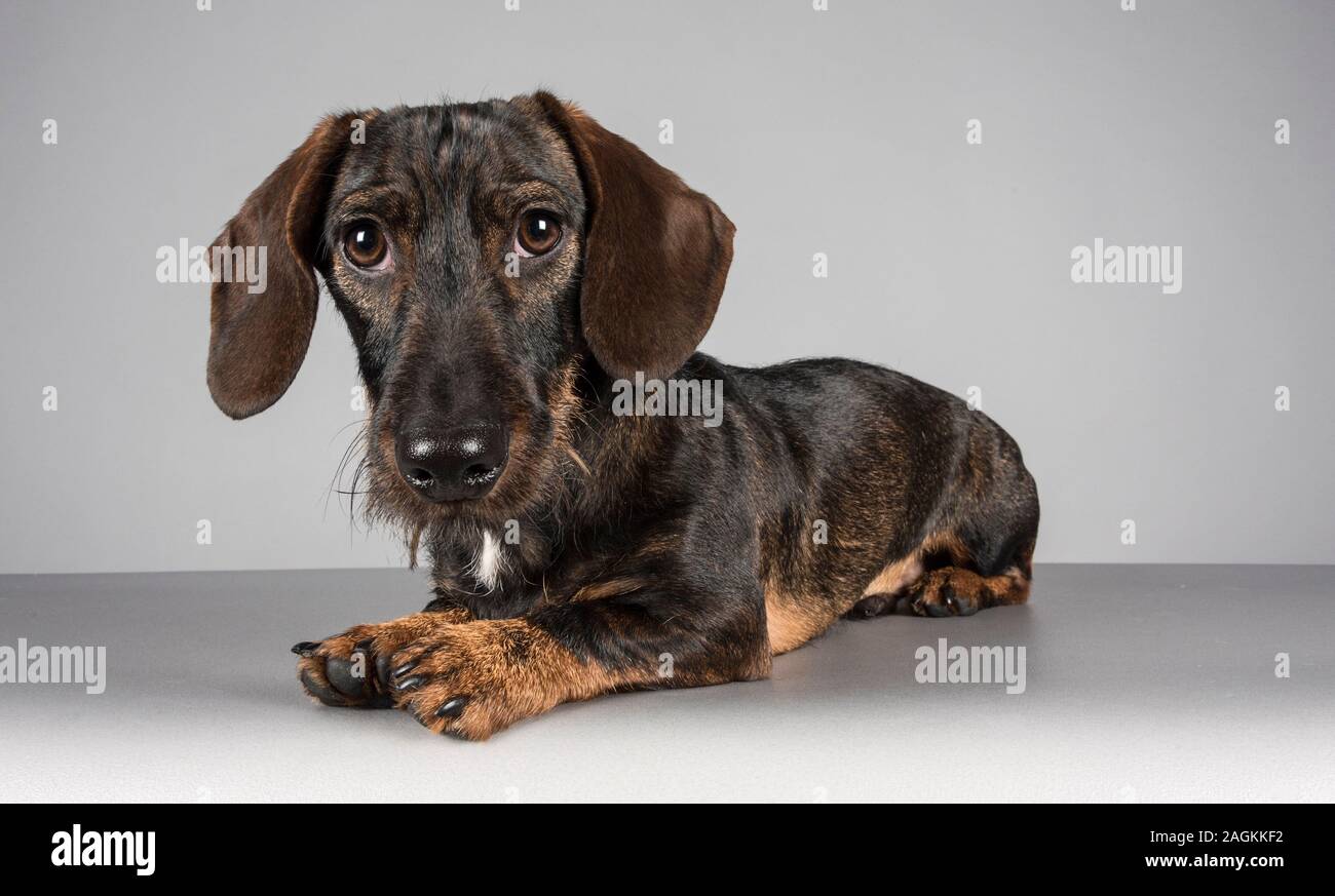 large wire haired dachshund