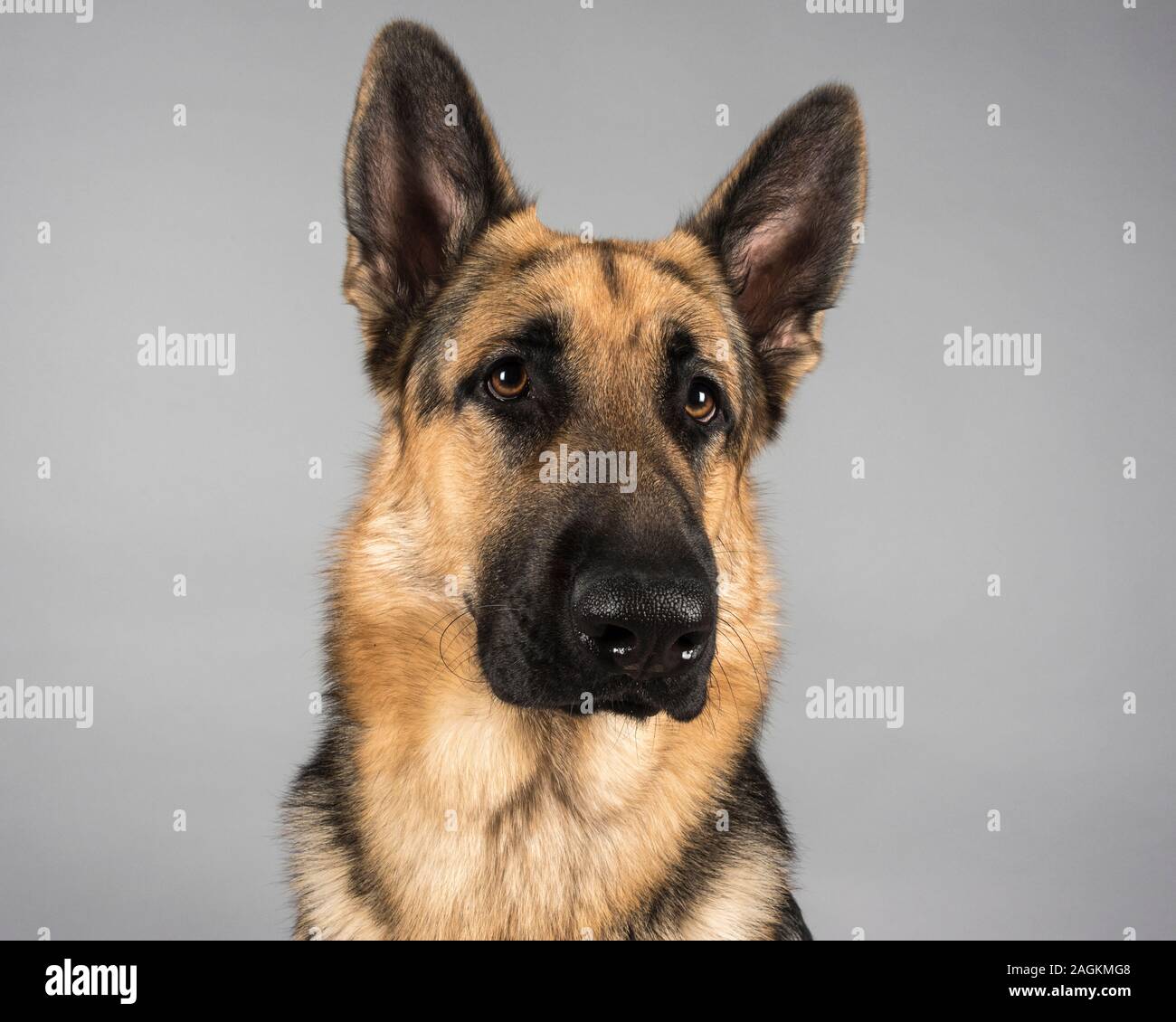How Many German Shepherds Are There In The Uk