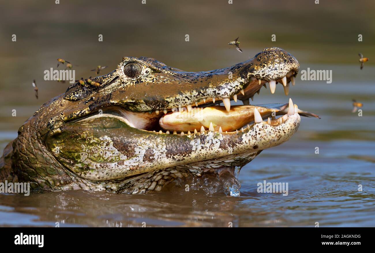 Close up of a Yacare caiman (Caiman yacare) eating piranha, South Pantanal, Brazil. Stock Photo