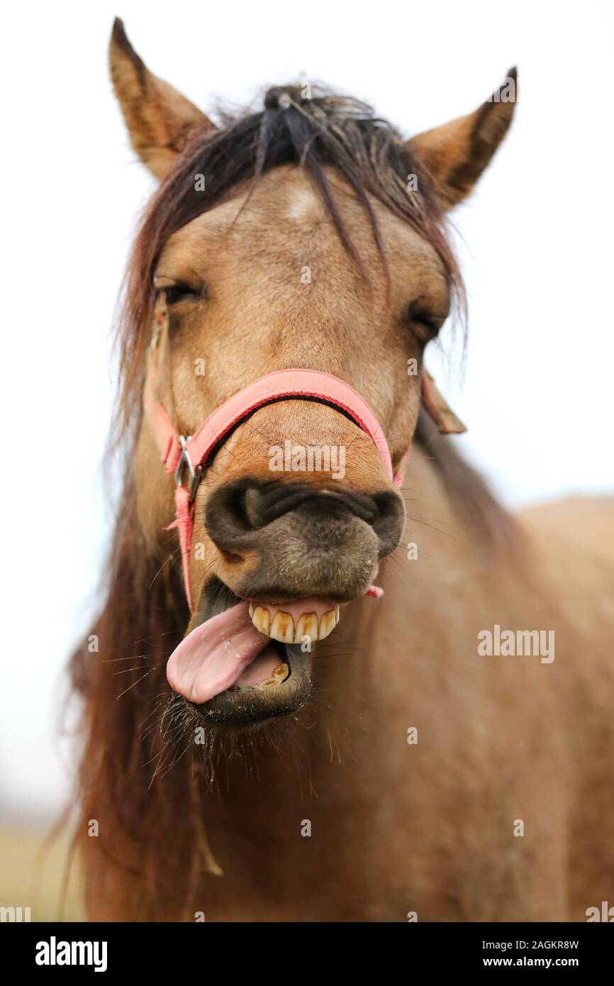 Funny Horse Head Closeup Of Young Mare Smiling And Laughing With Large