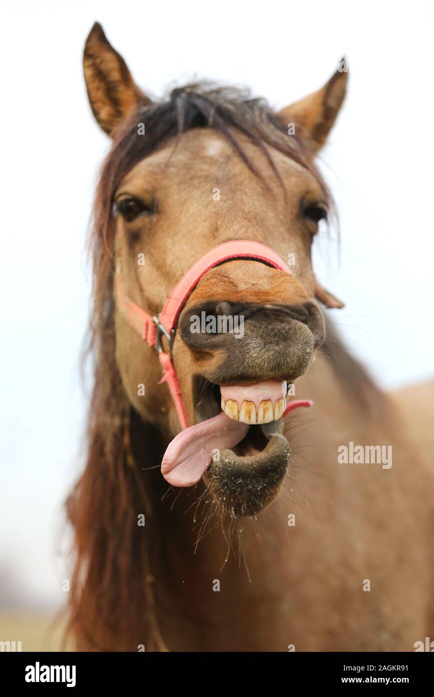Funny horse head closeup of young mare smiling and laughing with large teeth.  Selective focus on the teeth and nose Stock Photo - Alamy