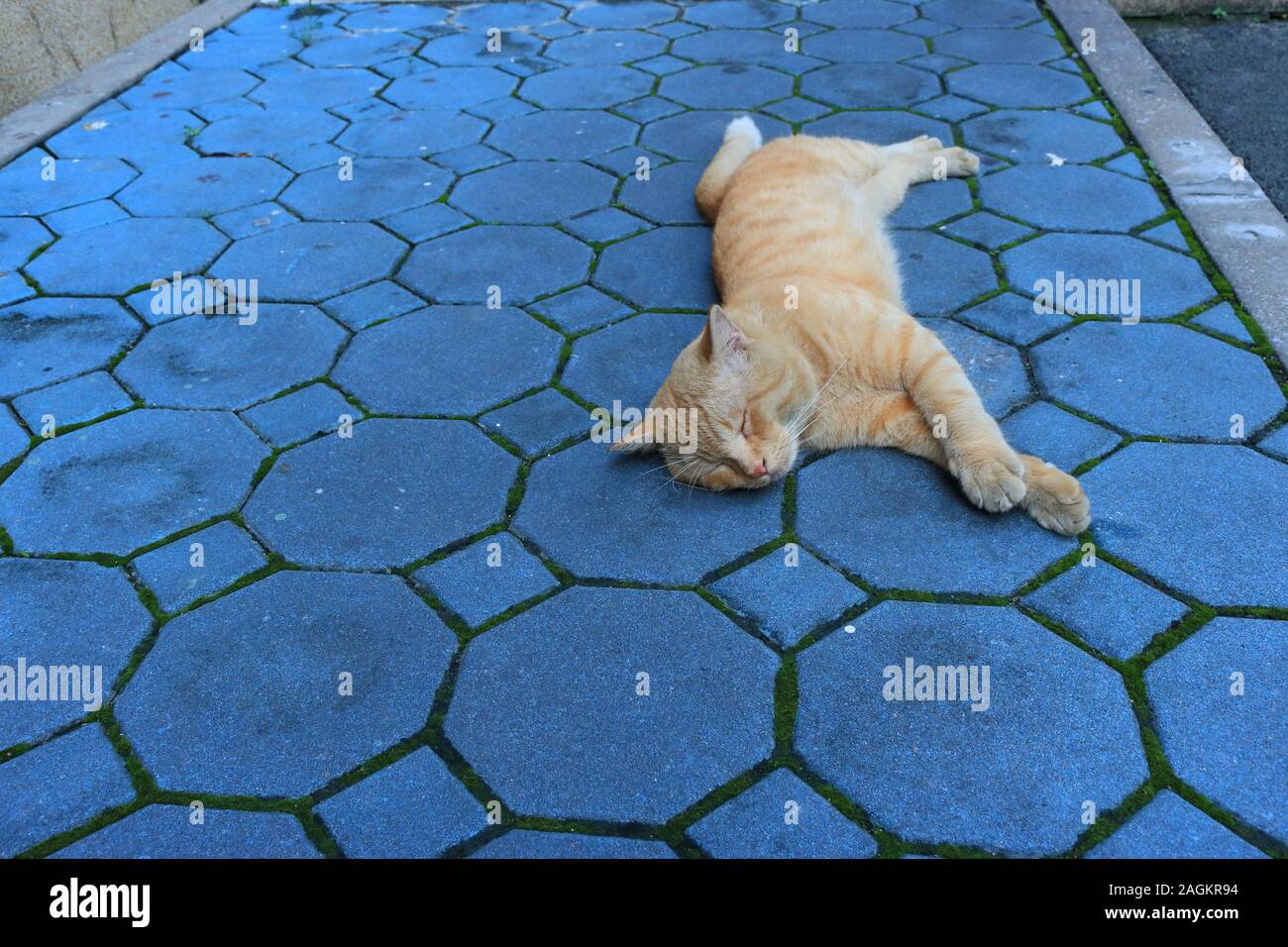 A big ginger cat sleeping on its side on blue paving stone sidewalk