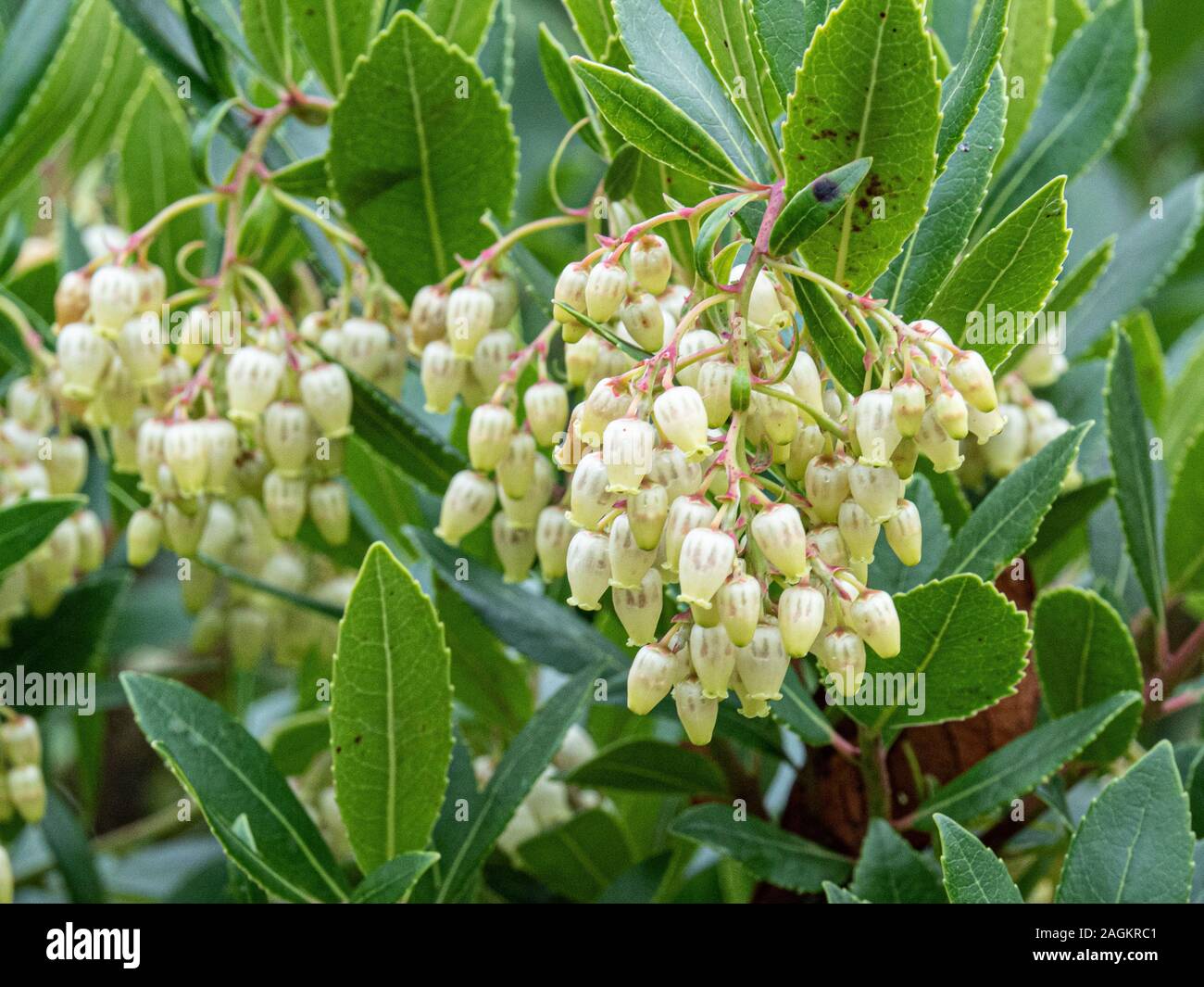 A group of cream bell shaped flowers on the strawberry tree Arbutus unedo Stock Photo