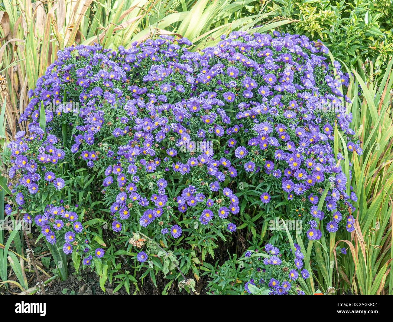 A large plant of Aster novi-belgii 'Alice Haslem' in flower showing the blue flowers with yellow centres Stock Photo