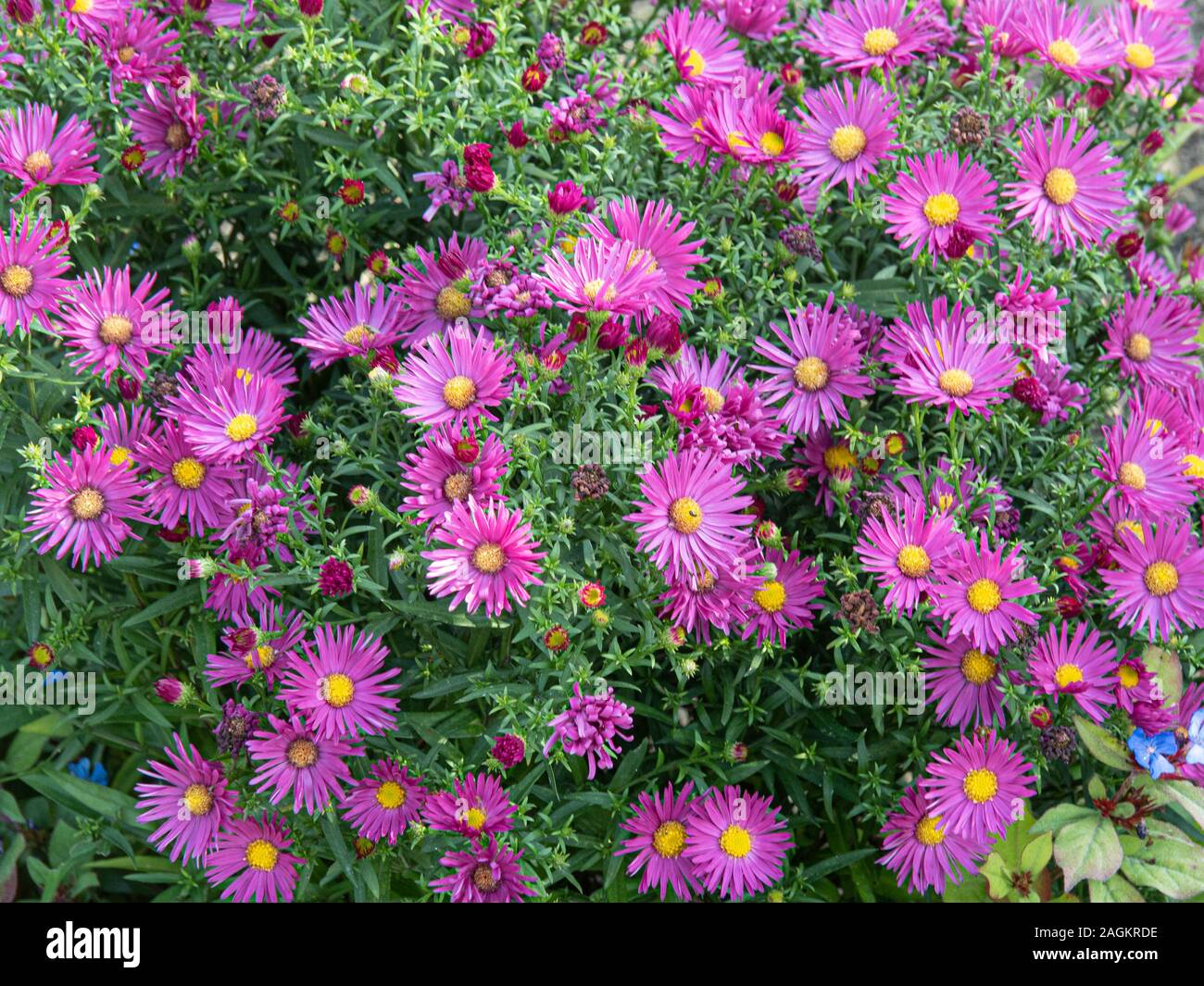 The deep pink flowers of Aster novi-belgii 'Bahamas' Stock Photo