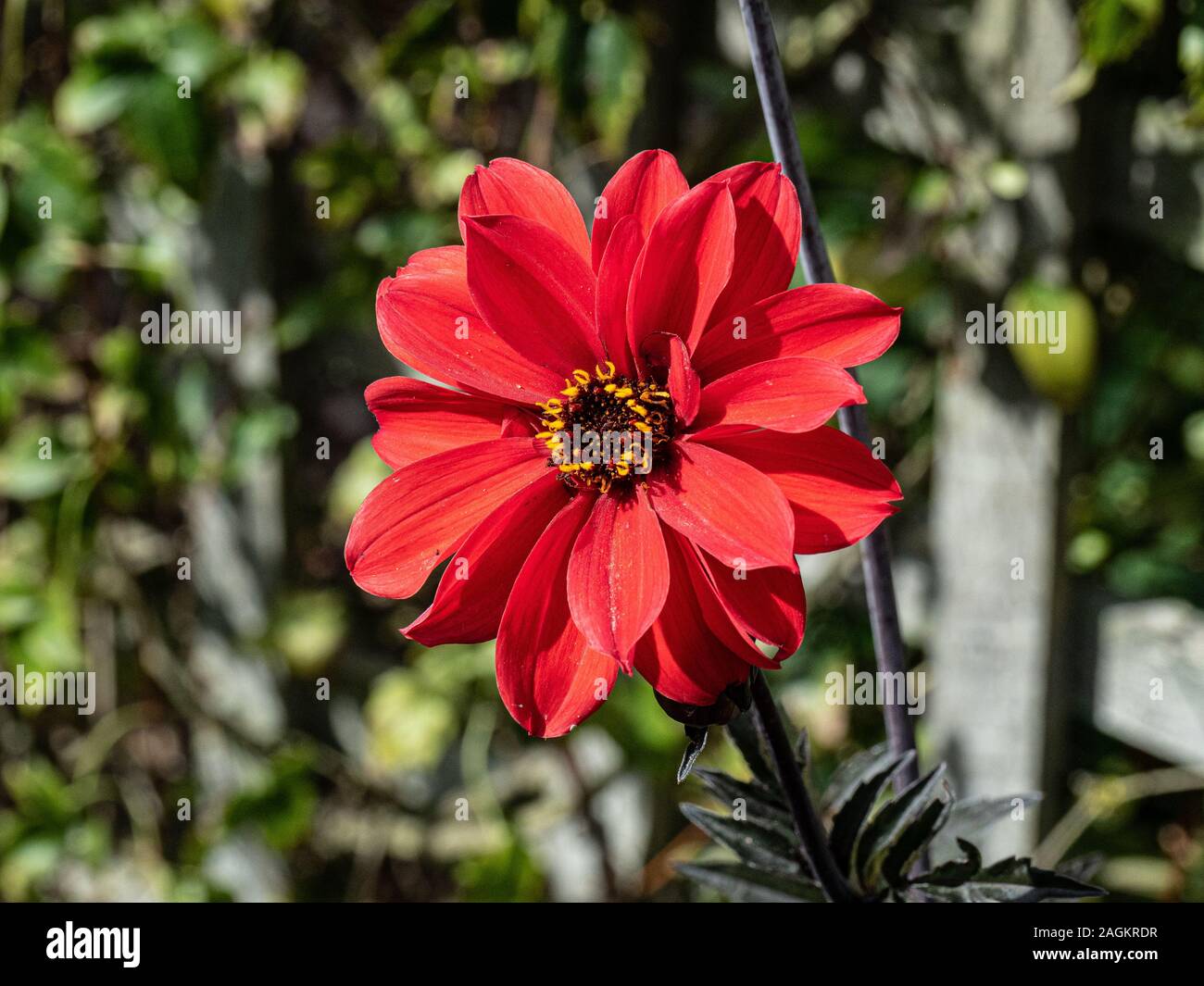 A close up of a single flower of the deep red dahlia Bishop of Landaff Stock Photo