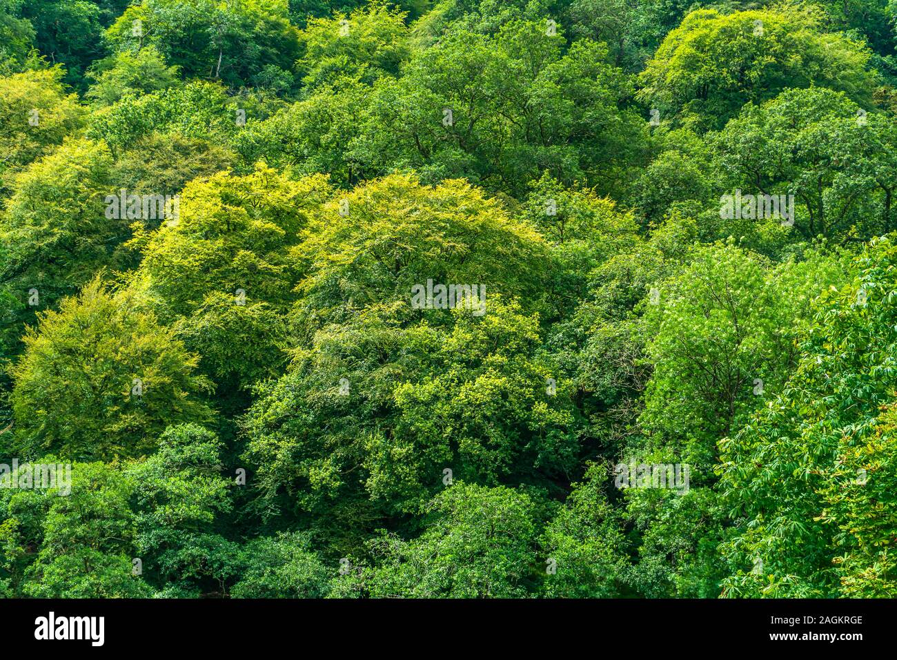 The dense canopy of a small woodland estate. Stock Photo